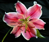 Hawaii Lily