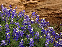 Blue Bonnets